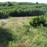 Meadow