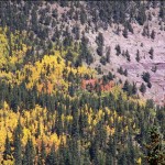 14trviewofaspensinnationalforest View of Aspens in the National Forest