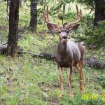 largemulebuck