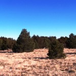 123rrrlotsofmeadowandpinetrees