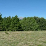 clearing