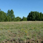meadow