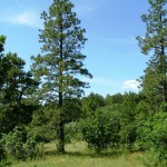 e19e20tallpinesandrollingmeadow